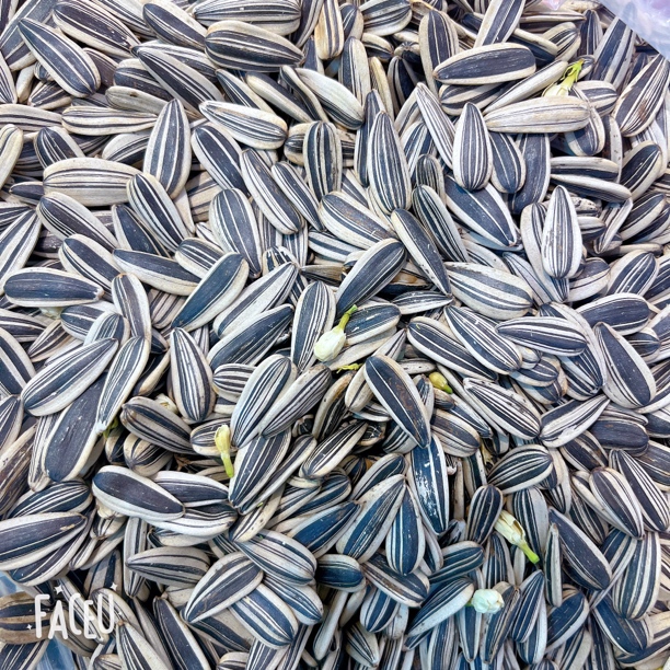 茉莉香瓜子14.8/500g