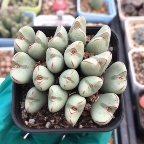 多肉肉锥 17头元宝少将