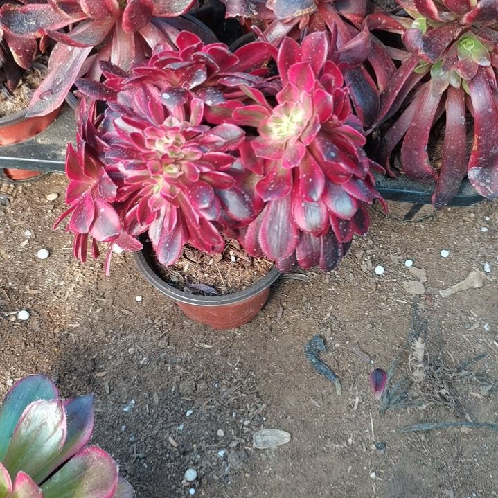 美杜莎缀法师多肉6