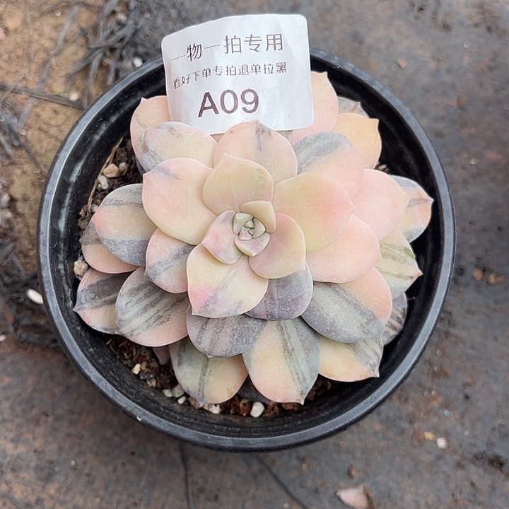 华丽风车锦，一物一拍