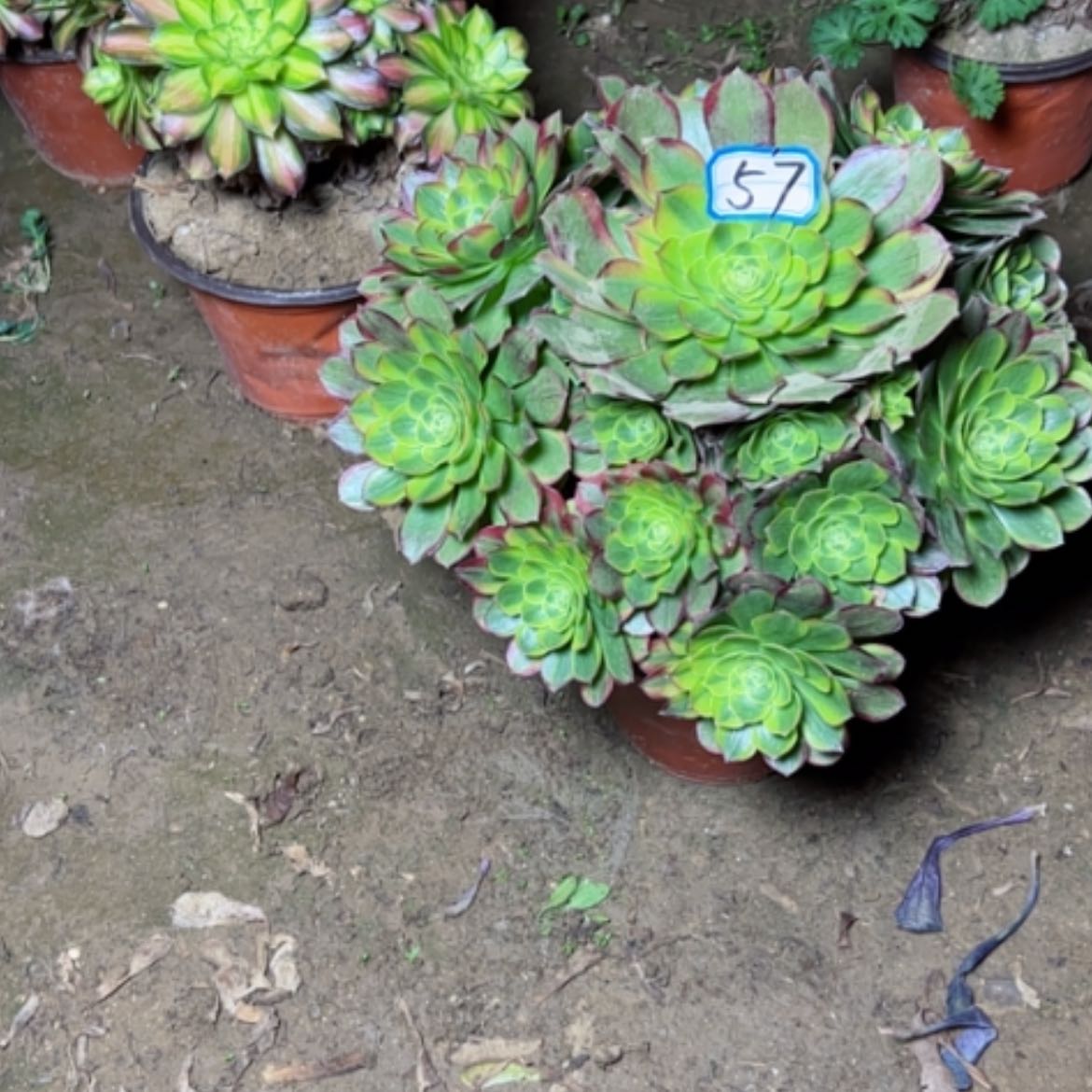 【闪购商品】多肉植物奶白57