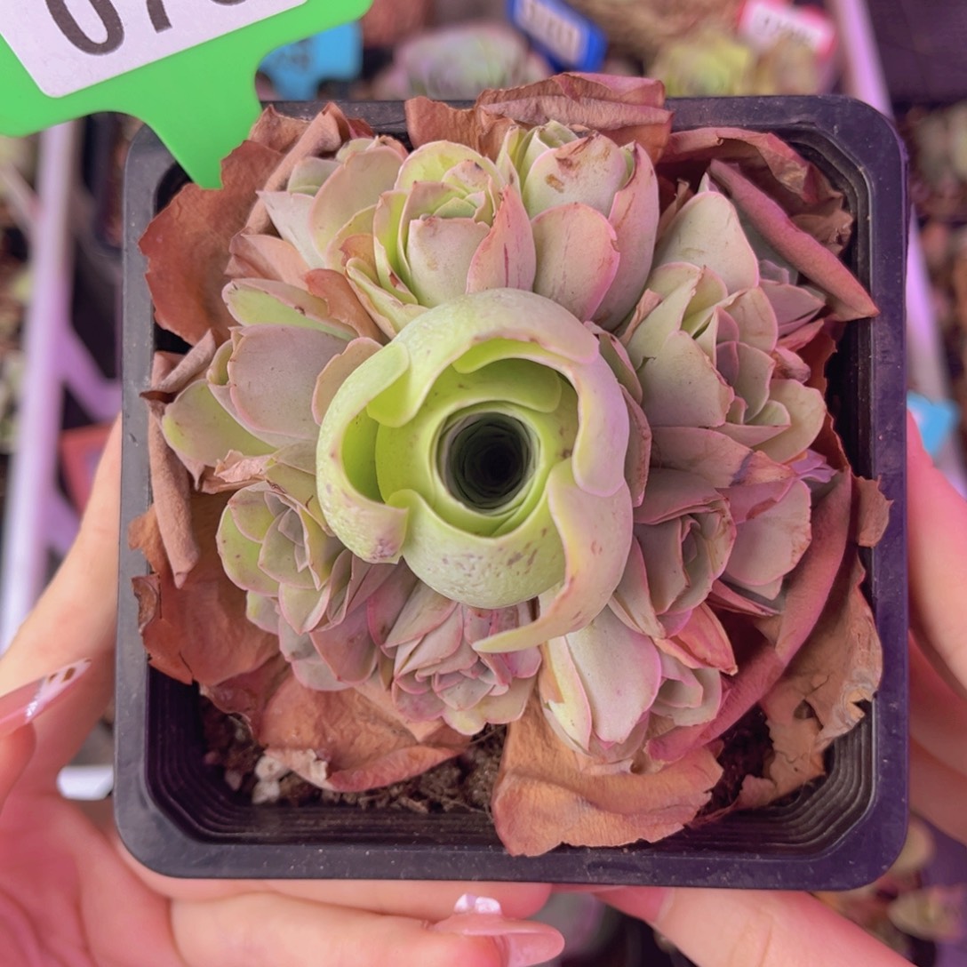 单品一物一拍070号