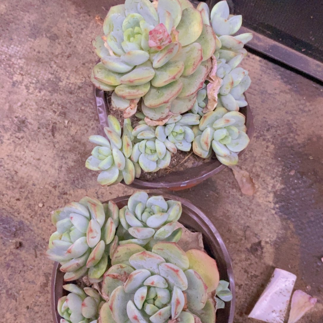 香草整桩整群两盆