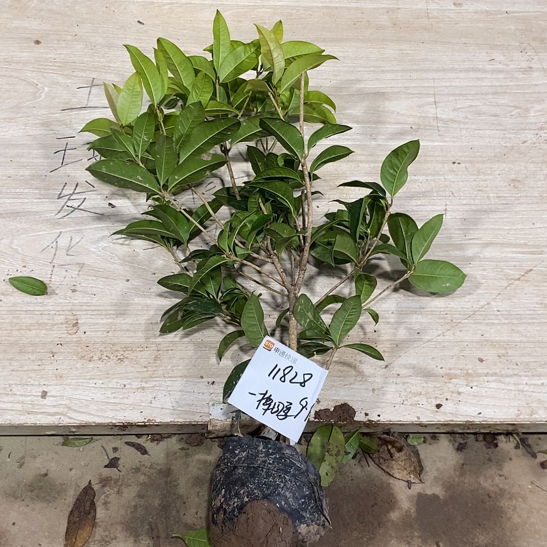 完全开放一物一拍的桂花