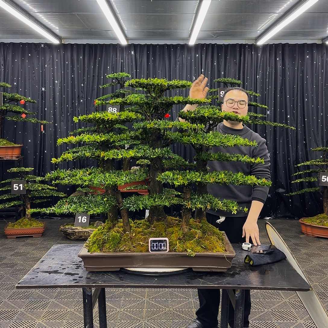 松树柏树造型盆景