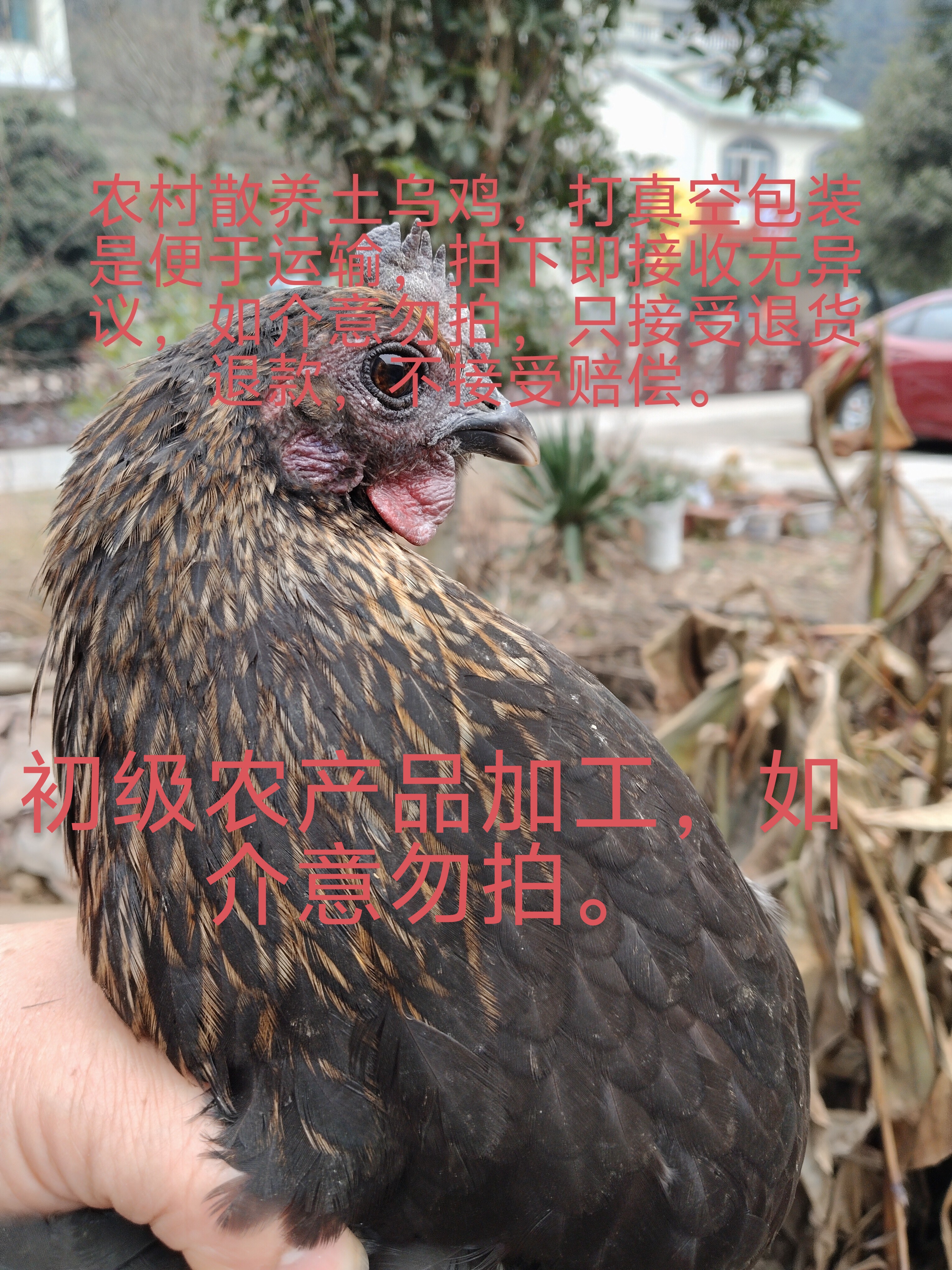 原生态农村放养土鸡，无任何添加。
