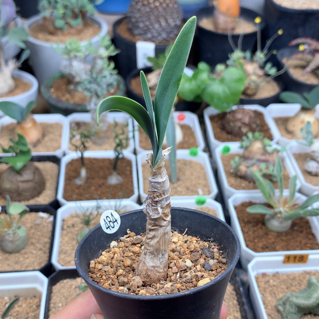 产地巨凤之卵带盆多肉1.2cm