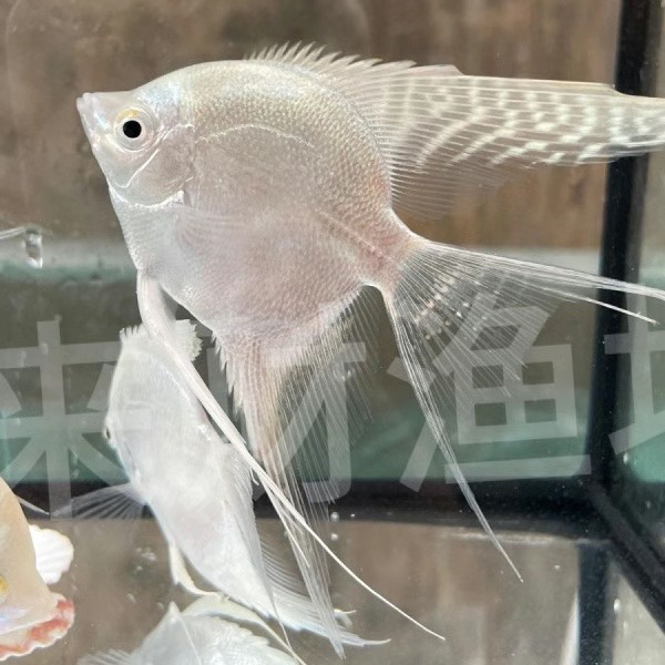 白神仙雪燕鱼热带淡水观赏鱼长鳍长尾好养耐活