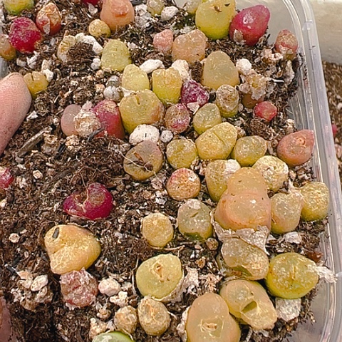 【闪购商品】24689