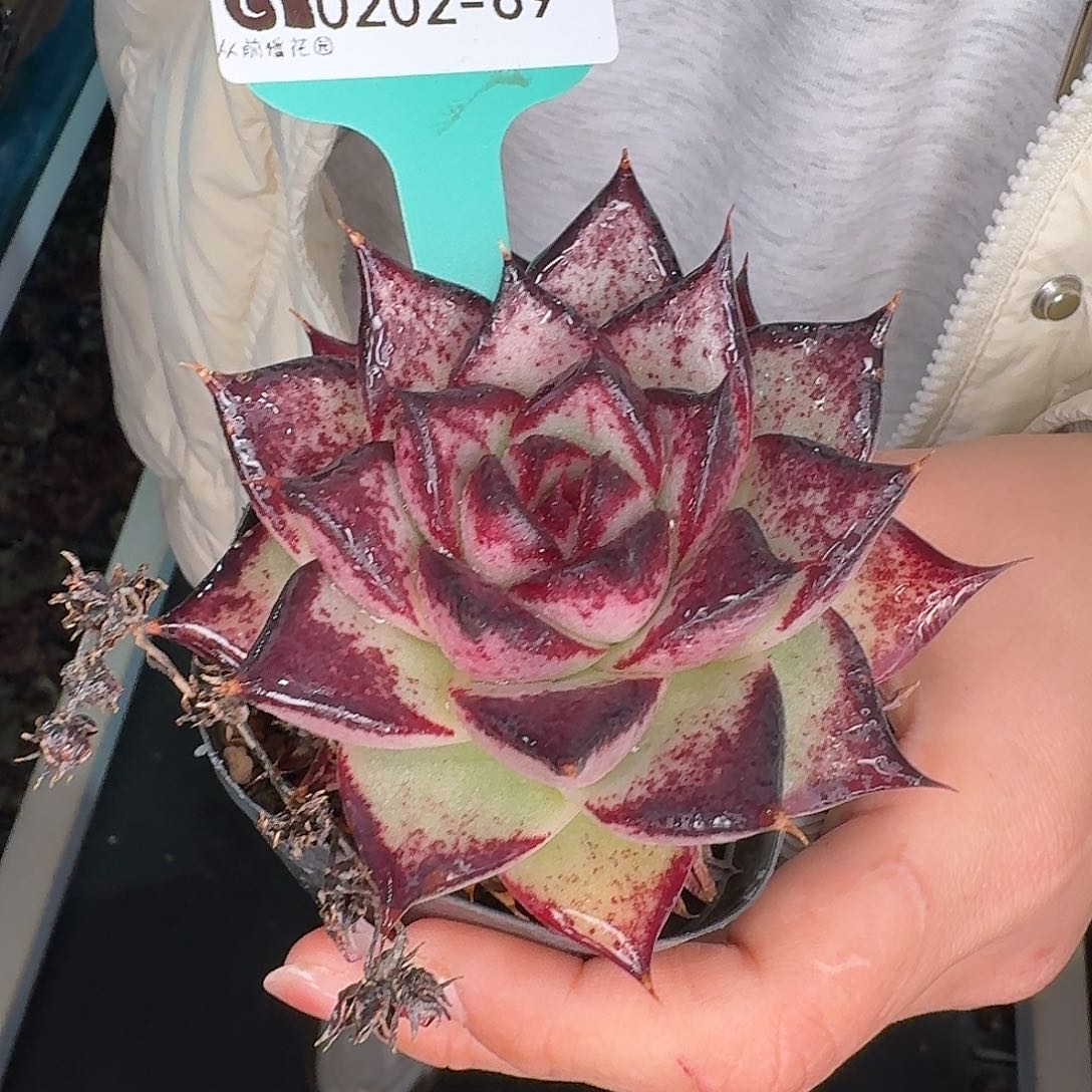 从前慢花园东云系多肉0202-69