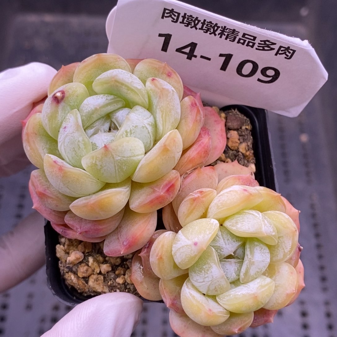 【闪购商品】14-109白恋