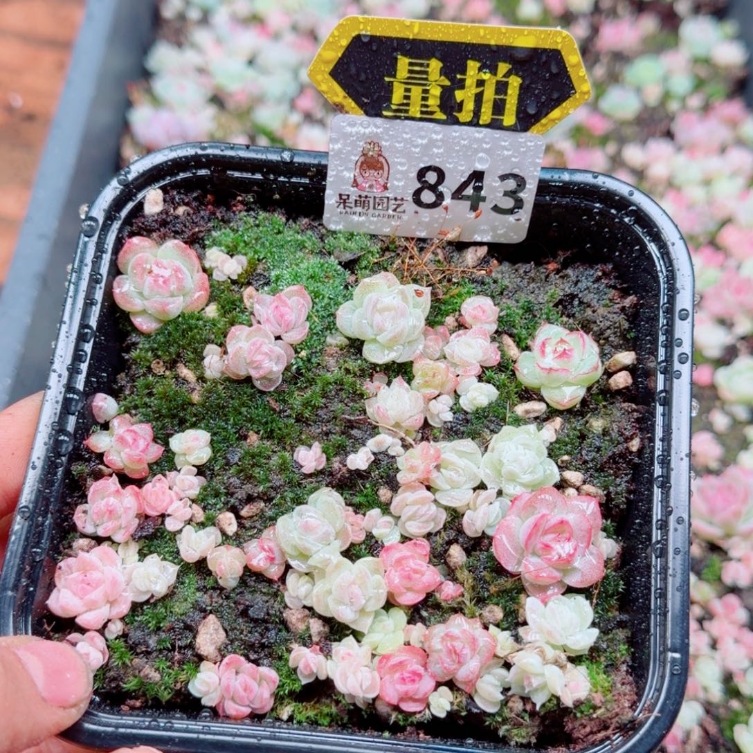 多肉植物多肉植物