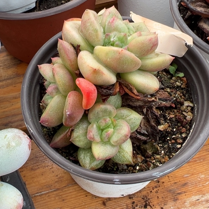 红酒锦多肉植物142