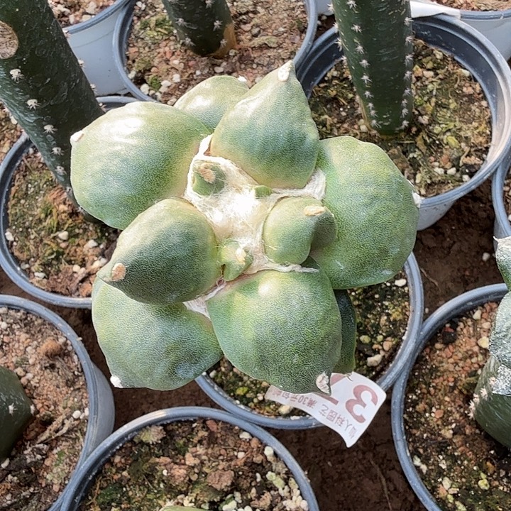 无花朵379卷叶青瓷西