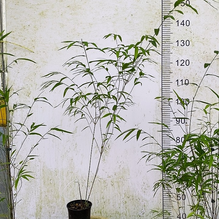 他***几完全开放内门竹内门竹