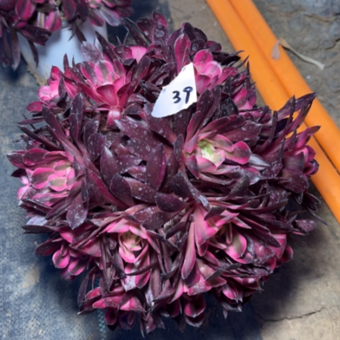 【闪购商品】39红铜白多肉法师