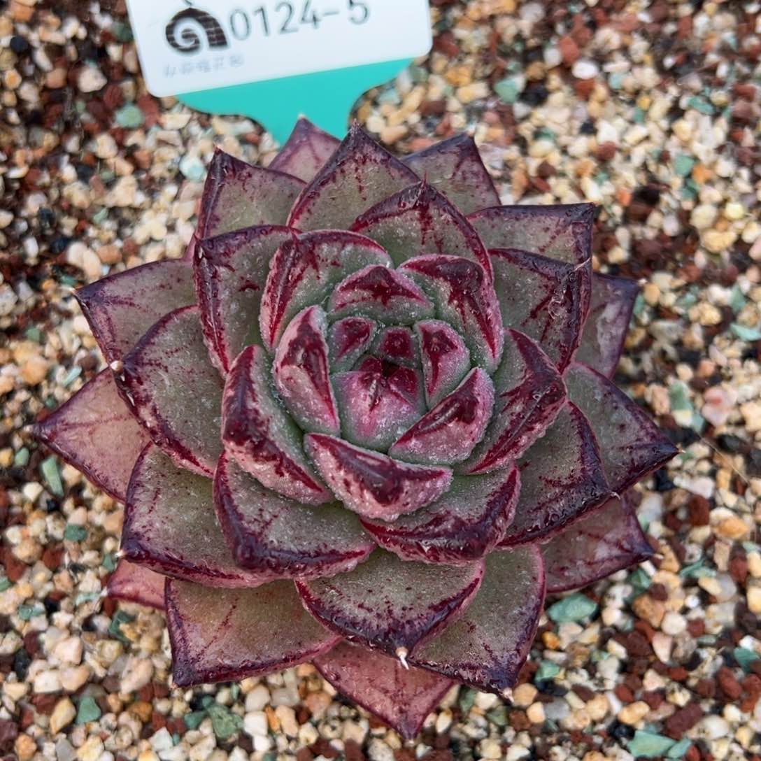 从前慢多肉精选编号0124.5