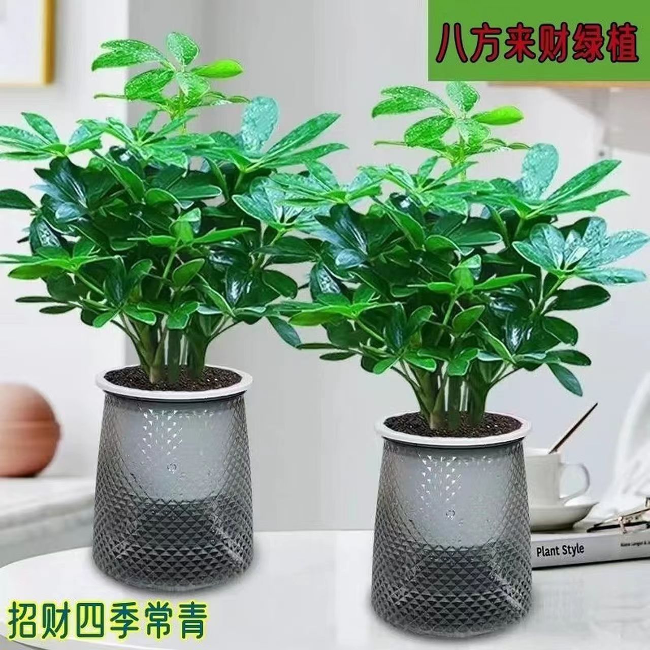 【拍一发二】八方来财鸭脚木室内盆栽绿植花卉四季常青净化空气好养