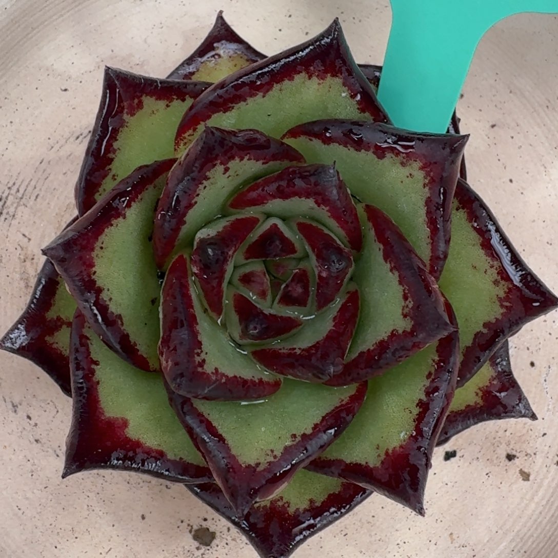 从前慢多肉编号0812-85