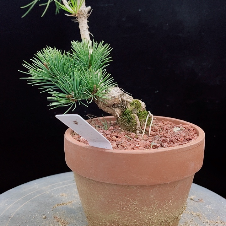 凡***客明星五针松实物图