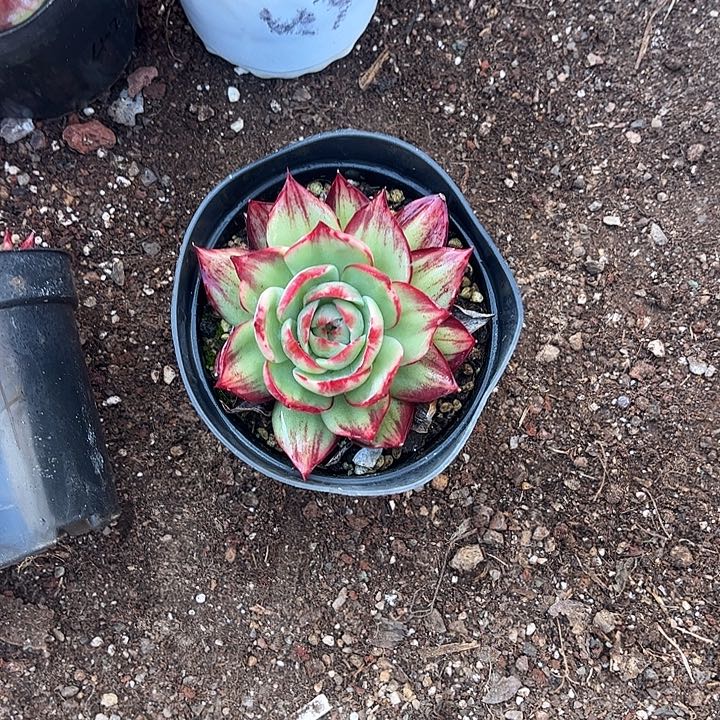 惊鸿仙子多肉植物45