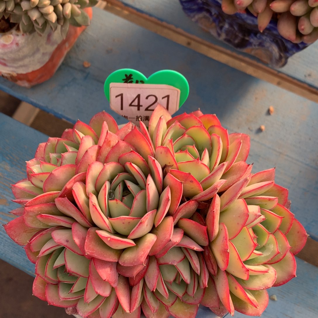 牡丹亭无砍平头1421