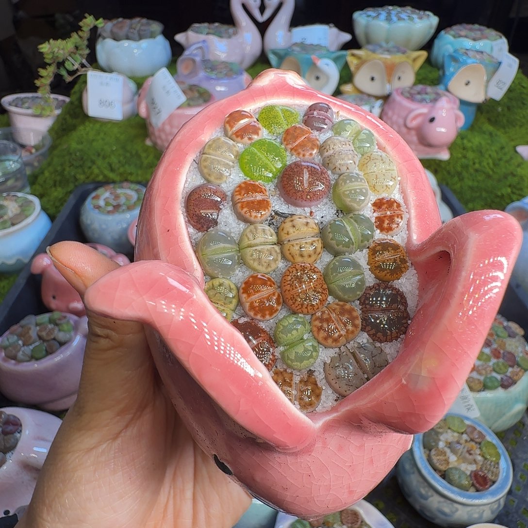 多肉植物福利冲979