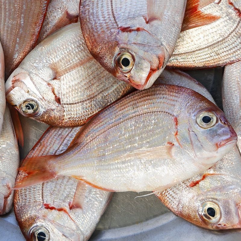 赤棕鱼 鲜冻 次日达 顺丰快递 厦门发货  2500g