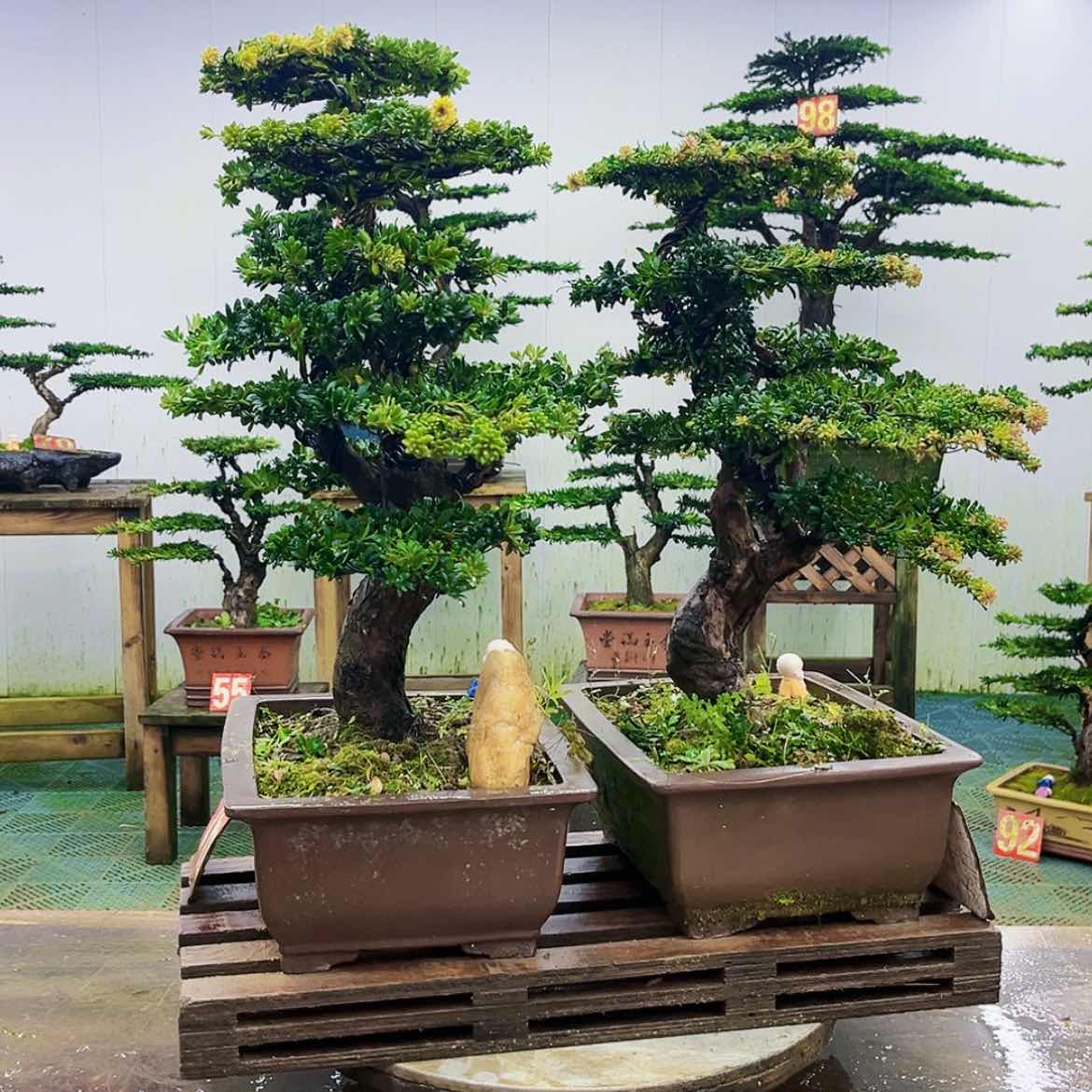 【闪购商品】无花朵左*子