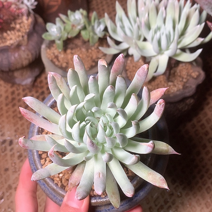 8033奴婢多肉仙女杯