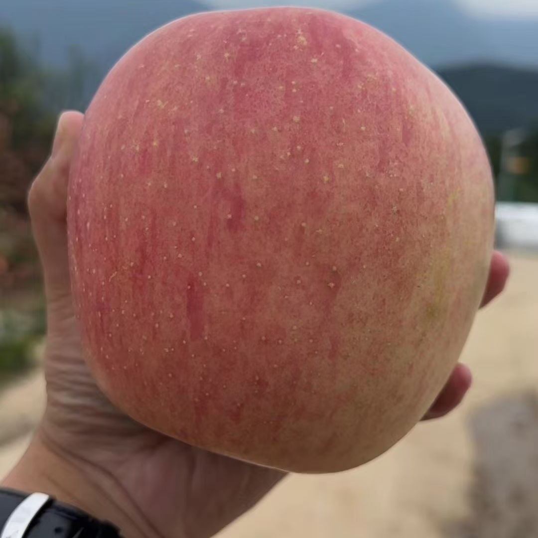 [绵阳川超特卖] 老河沟苹果果王礼盒装