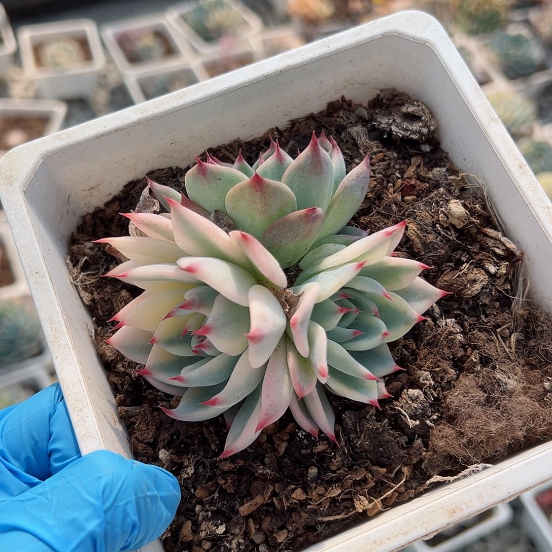 吉娃娃锦底座，带覆轮锦头加半覆轮锦头