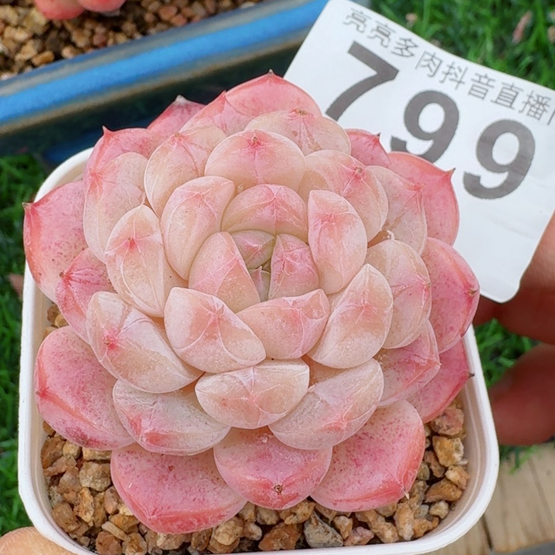 美心         精品多肉