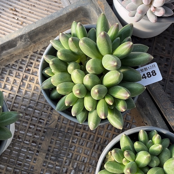 阿雅园艺。        3488千代田