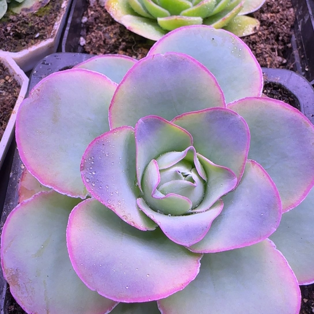 9厘米渐变紫色玫瑰11242