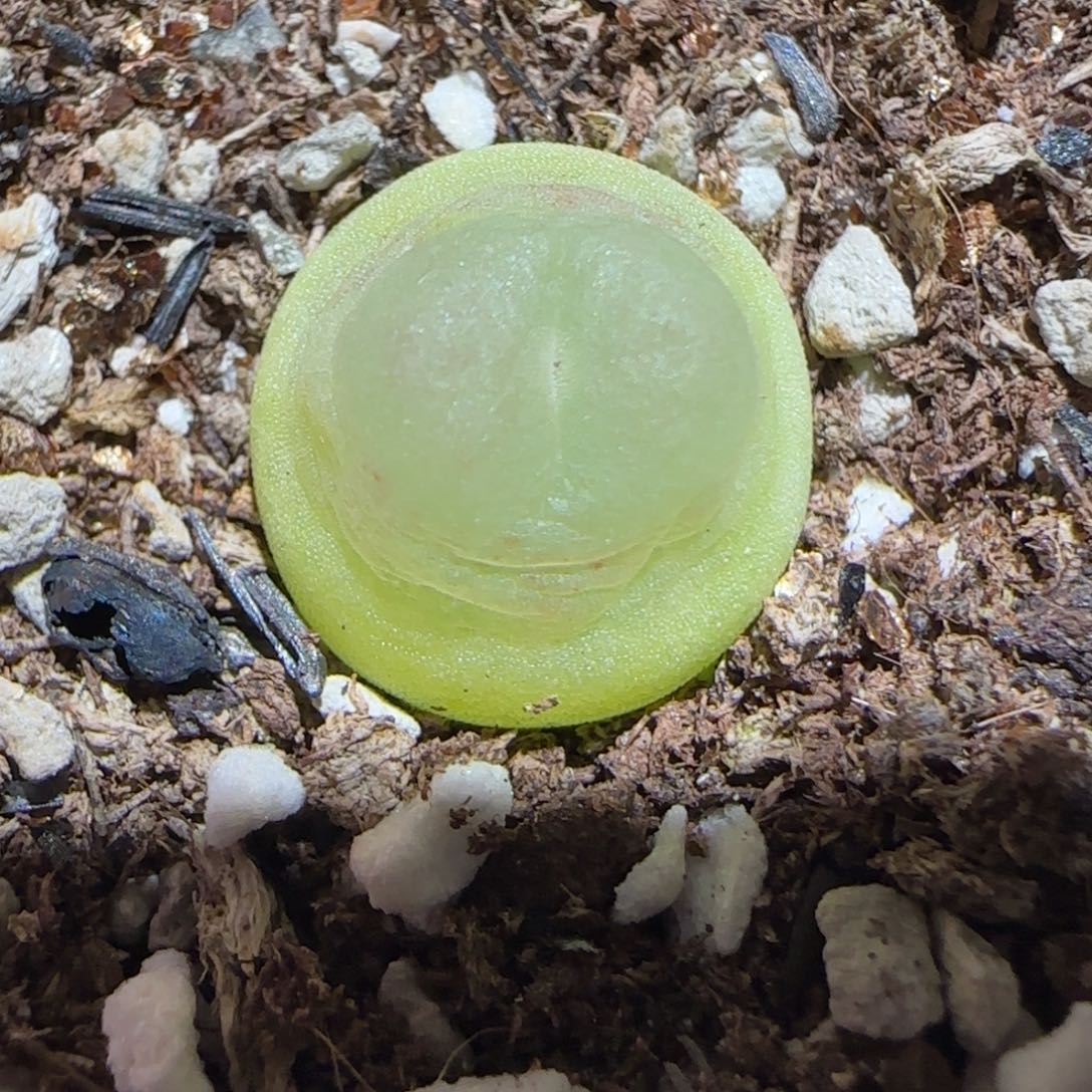 肉锥多肉植物百科-sh1200拉登468