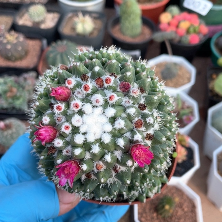 062实生大雪糕仙人球