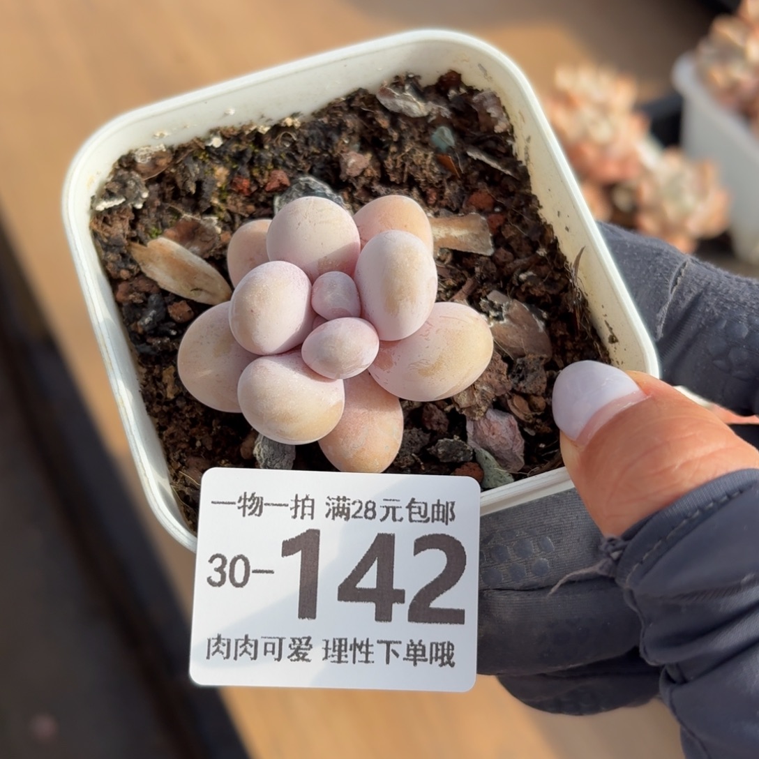 奶酪无盆土发货无