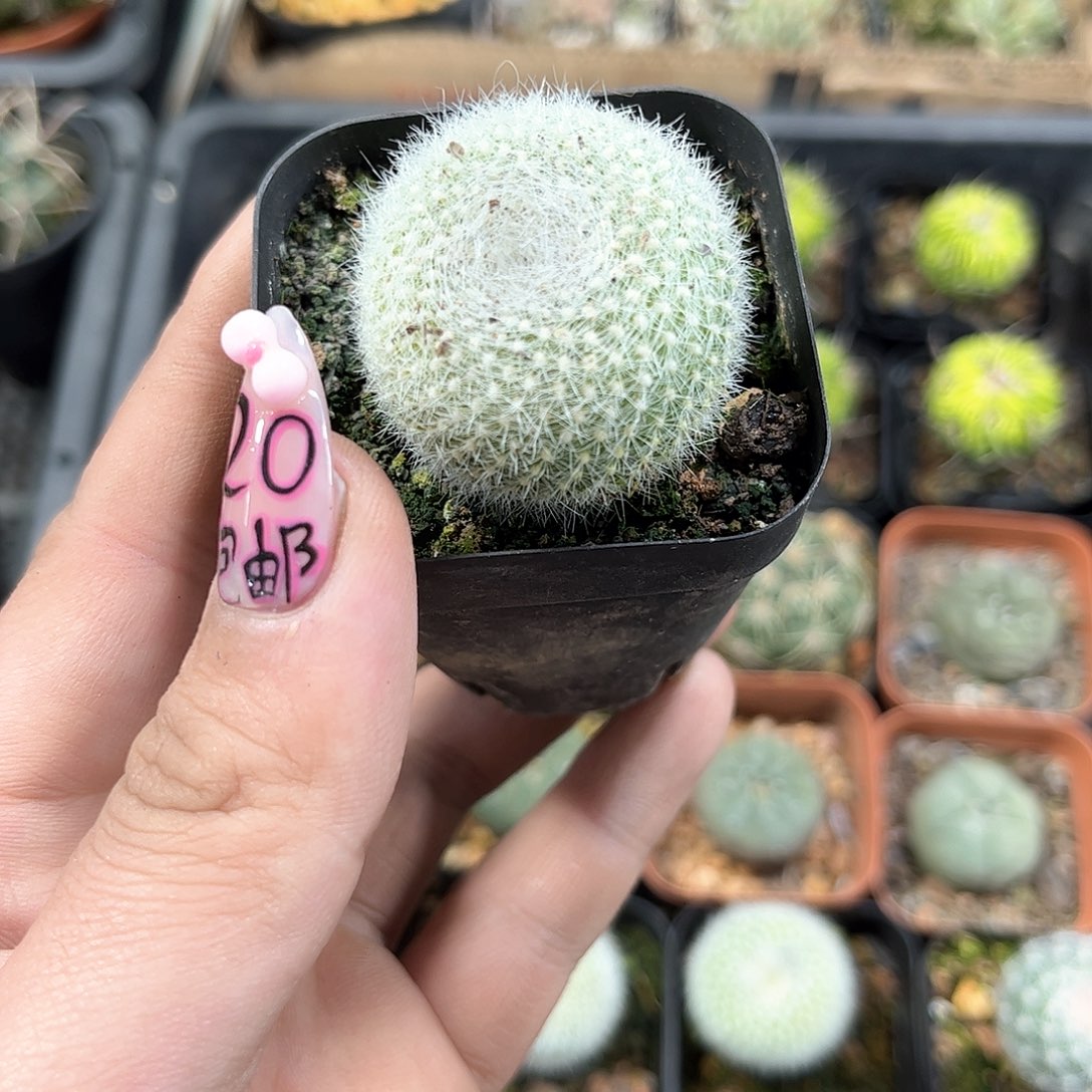 白雪光单头发货有根