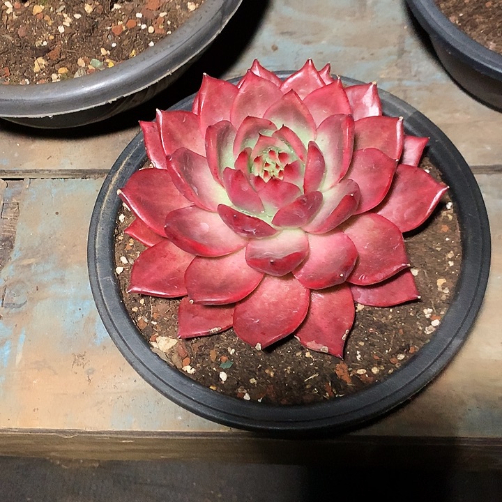 念***念每周特价活动开始了