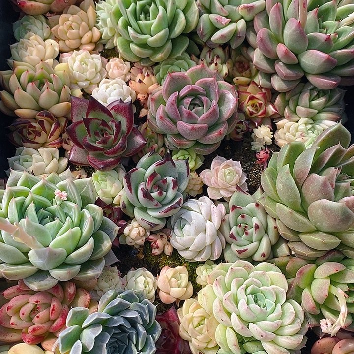 159 多肉植物盆栽花卉植物