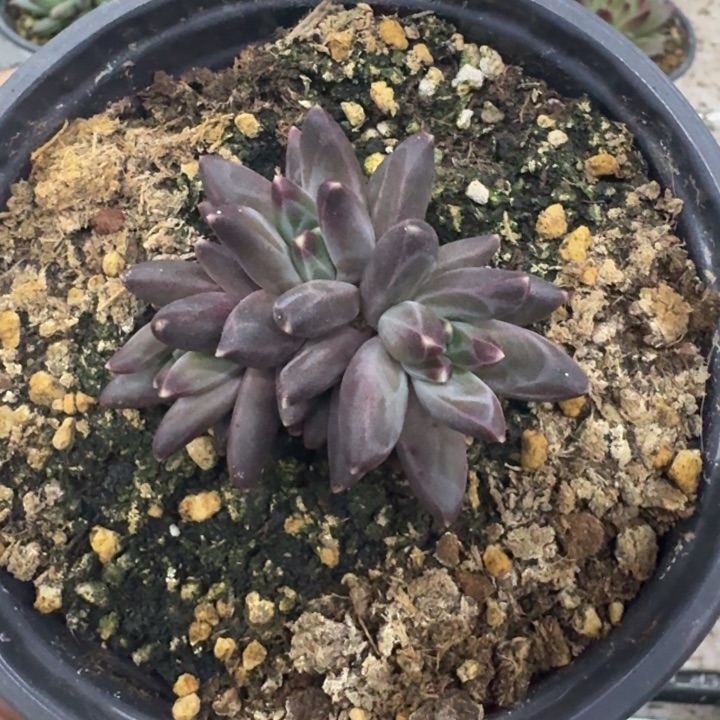 美人杂交 一物一拍