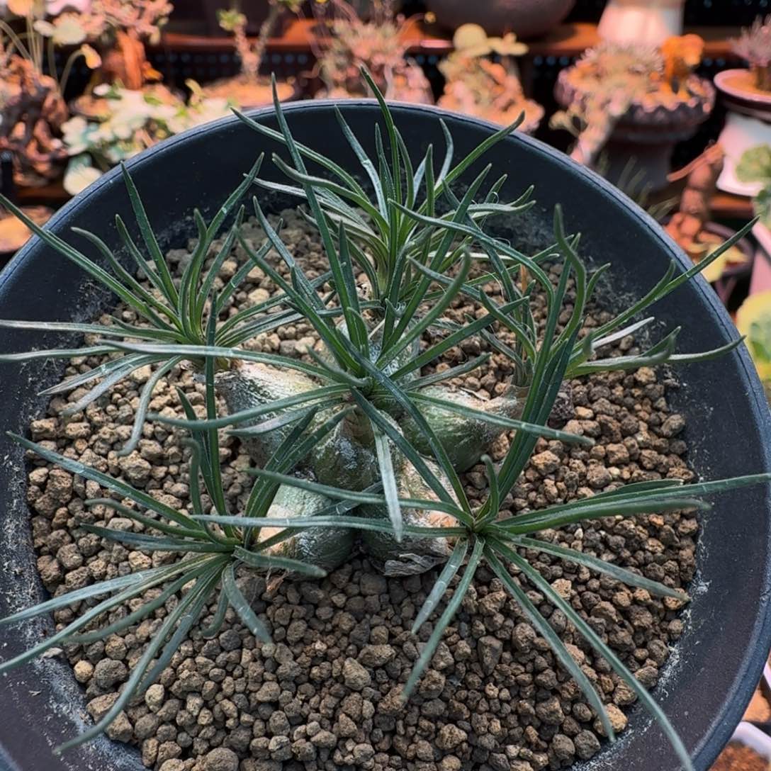 迷你海葱793 仙人掌