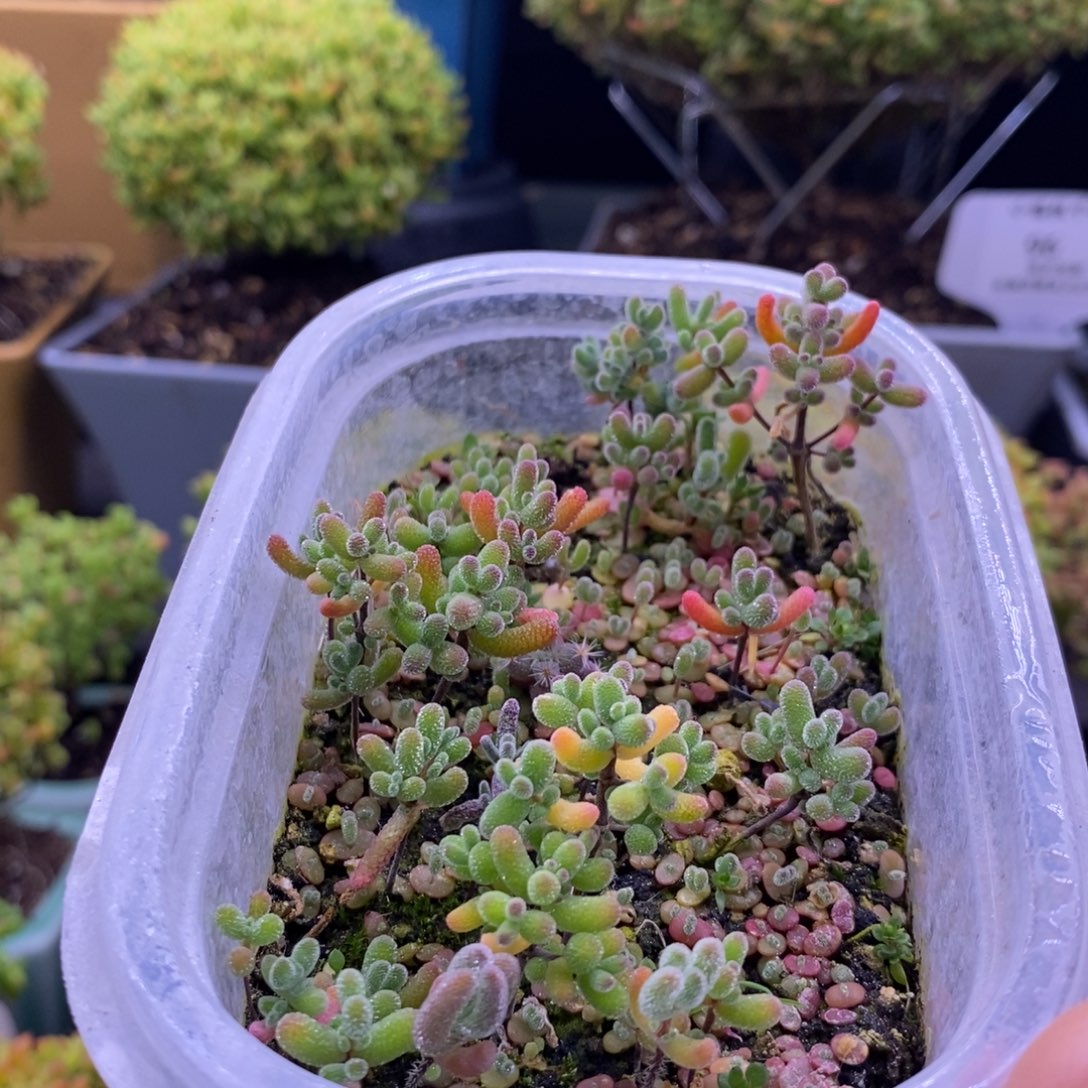 华**生110混合小苗。   