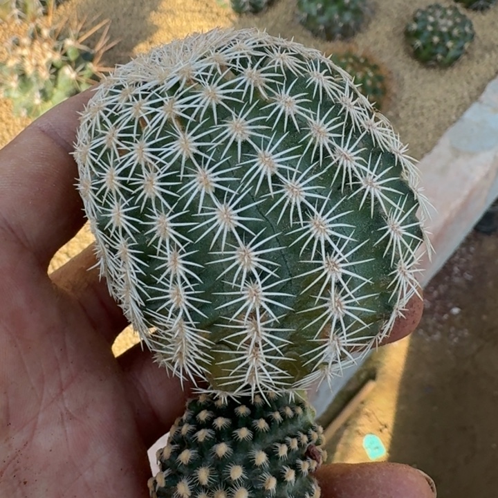 组合福利2222222222