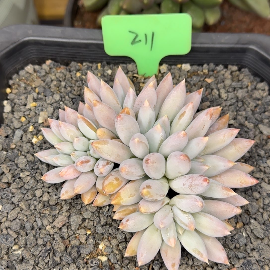 211 哥特缀化        