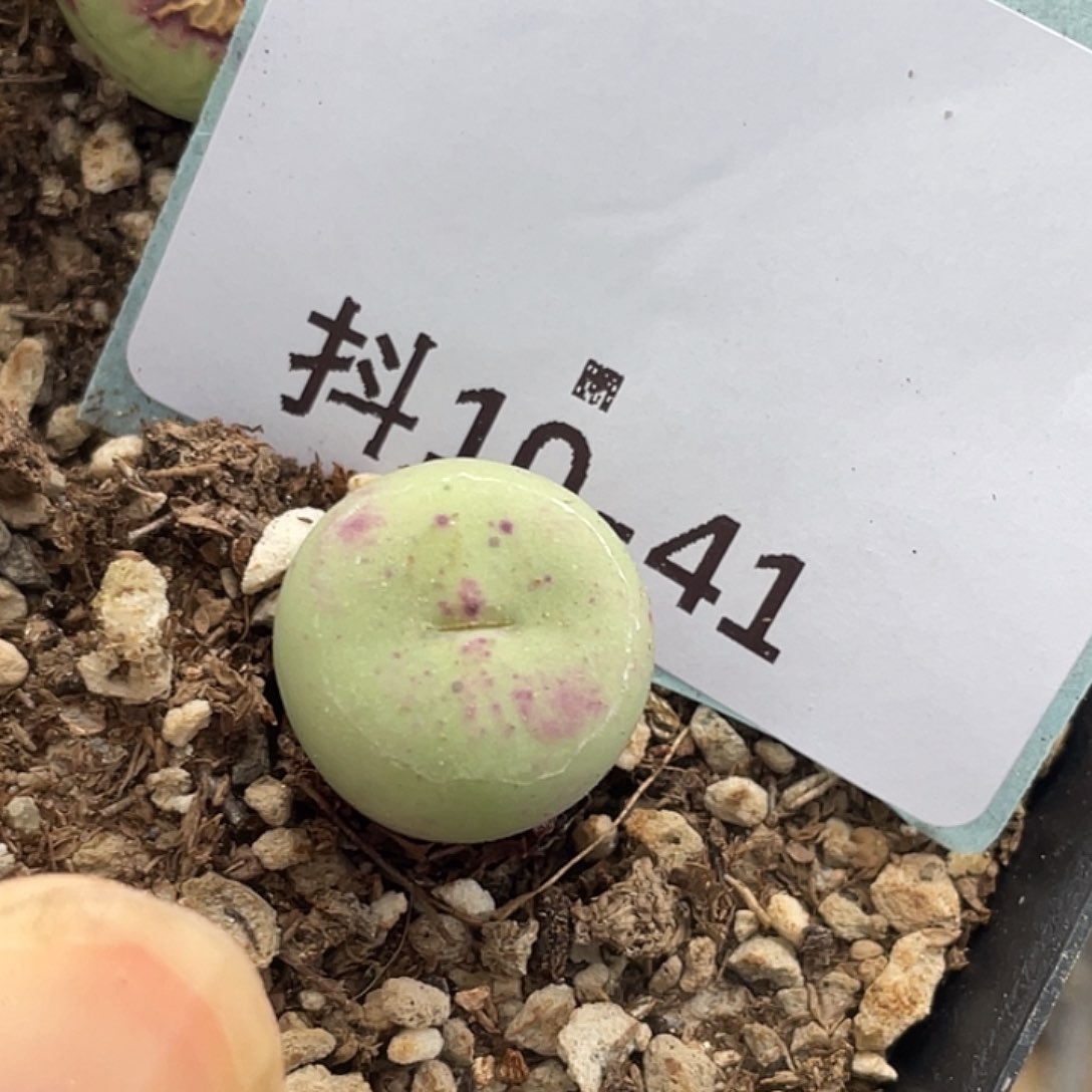 10-41嘴多肉植物肉锥