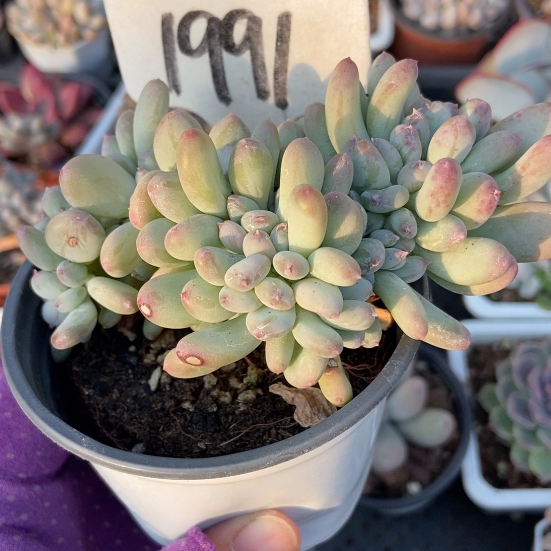 1991三日月奶酪多肉植物