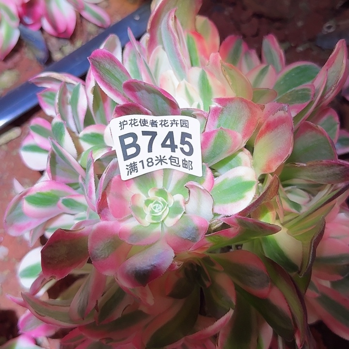 红**升多肉 女巫花脸多肉法师植物