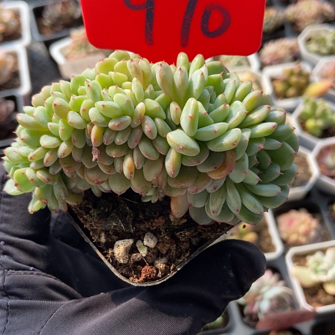 970白胖子多肉植物保护